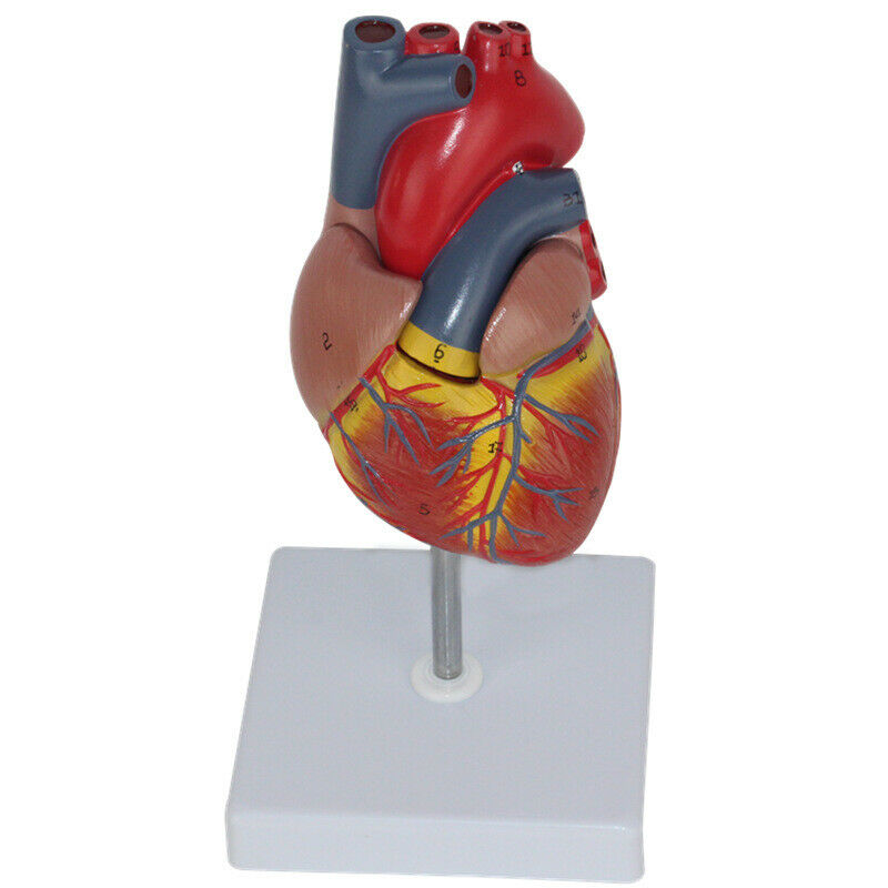 1:1 Human Heart Model B-color Ultrasound Medical Cardiology Cardiac Anatomy DIAGNOSTIC ULTRASOUND MACHINES FOR SALE